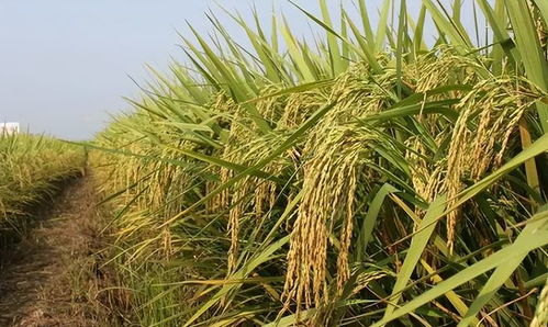 糧食危機成全球熱點 巨額利益幕后推手到底是誰？